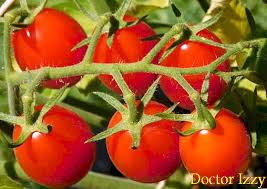 Berikut ini cara tanam tomat hingga panen. Cara Menanam Dan Menanam Tomato Ceri
