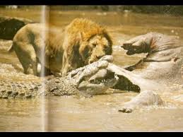 Just one big giant open concert pit. Lion Vs Crocodile Best Real Fight Video Id 301993967d39 Veblr Mobile