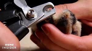A blade is lowered, gently slicing off the end of the nail. How To Cut Your Dog S Nails In The Safest Way Possible