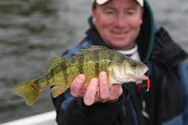 On monday, fish and game along with a group of anglers spent the day gathering all the fish they could in the richfield canal and delivered them to the bell rapids portion of the snake river. 2017 Michigan Fishing Forecast