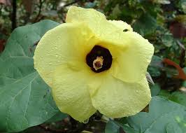 Hibiscus tiliaceus is a species of flowering tree in the mallow family, malvaceae, that is native to the old world tropics. Beach Hibiscus Flower Yellow Tree Hibiscus Tiliaceus Kodagu India Pikist