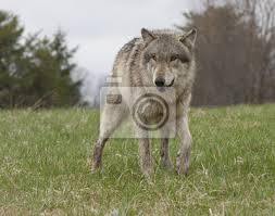 Einsamer_wolf87 (@einsamer_wolf33) в tiktok (тикток) | лайки: Wolfsaugen Wandsticker Alpha Wilde Natur Wolf Myloview De