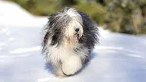 Find bearded collie puppies that are ready to take home immediately or will be available shortly from some of the top breeders in the country. Bearded Collie Price Temperament Life Span