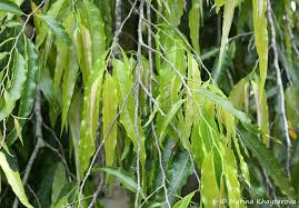 Image result for Monoon longifolium