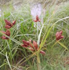 Image result for Bolboschoenus