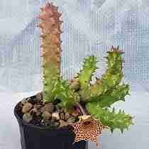 Image result for Huernia hislopii