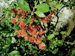 Image result for Lawsonia inermis