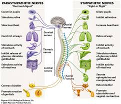 Diaphragmatic Breathing Is The Key To Your Autonomic Nervous