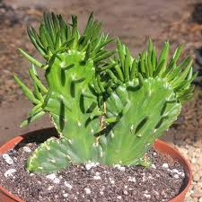 Image result for Austrocylindropuntia
