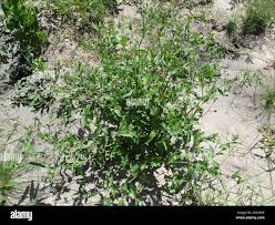 Image result for Erlangea