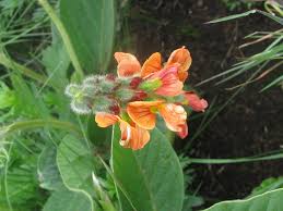 Image result for Eriosema