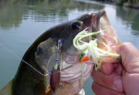 Largemouth Bass Poisson Nageur Peche Bass