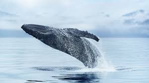 Their range also includes the waters of the bering sea and the waters surrounding antarctica. Alaska Wildlife Alaska Animals Marine Life Princess Cruises