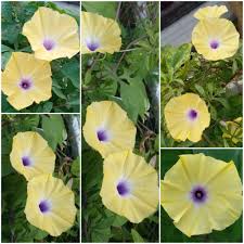 Image result for Ipomoea tuberculata