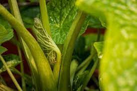 Japanisches gewürz aus der würzigen wurzel der wasabi pflanze wie meerrettich schmeckend zubereitet wasabi i̇ngilizce wasabi kelimesinin i̇talyanca karşılığı. Echter Wasabi Oder Meerretich Im Garten Lubera