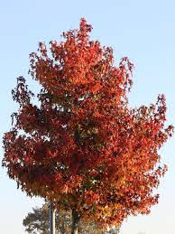 Im herbst ist dies einer der schönsten bäume in unserem sortiment. Amberbaum Worplesdon Liquidambar Styraciflua Worplesdon Baumschule Horstmann