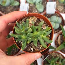 Image result for Hereroa