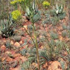 Image result for Kalanchoe brachyloba