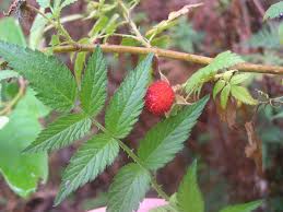 Image result for Rubus rosifolius