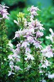 Pin On Pink Flower Id