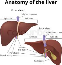 Their functions are to digest food and to enable the nutrients released from that food to enter into the bloodstream. Human Organ Liver Front And Rear The Stock Vector Colourbox