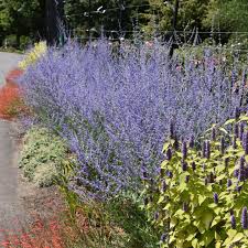 Image result for Perovskia atriplicifolia 'blue spire'
