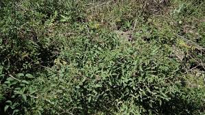 Image result for Rubus pinnatus