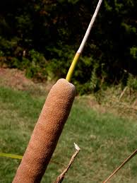 Image result for Typhaceae