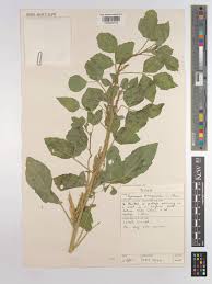 Image result for Cyamopsis tetragonoloba