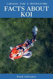 Interesting Fun Facts About Koi Fish 2020 Updated Koi Fish Koi Fish Pond Koi Pond Backyard