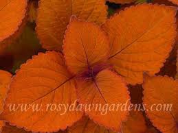 Image result for Coleus zombensis