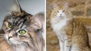 If you want to collaborate, let us know. Quelle Est La Difference Entre Le Chat Siberien Et Le Chat Norvegien