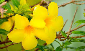 Desde méxico hasta el norte de sur américa. Allamanda Cathartica Vivers Albogarden