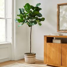 Maybe you would like to learn more about one of these? Faux 7 Fiddle Leaf Fig Tree Colorblock Basket Floor Planter Set