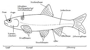 Erdkunde deckblatt deckblatt schule bio deckblatt 1. Biologie Deckblatt Uberwinterung 2 Uberwinterung Sauger Angepasstheit Kalte Winterschlaf Winterruhe Winterstarre Anpassungen Temperaturabfall Eis Schnee Tarnung Biologie Biologie Der Tiere Mittelstufe Panfufansclub99