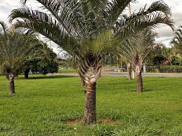 Image result for Dypsis