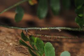 Image result for Arthropteris palisotii