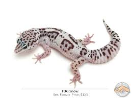 Check spelling or type a new query. Us Leopard Geckos Rare Morphs You Ve Gotta See These Reptile Forums