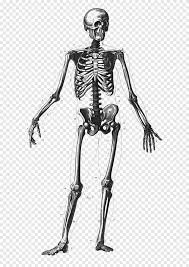 We did not find results for: Kerangka Manusia Tulang Diagram Anatomi Tubuh Manusia Kerangka Biologi Monokrom Png Pngegg
