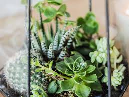 The moisture from the plants will condense on the ceiling and sides of the glass and then recycle their droplets like rain. 10 Types Of Low Care Plants That Grow Well In Terrariums