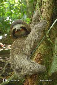 Pin By Pbs On Peace Three Toed Sloth Sloth Sloth Stuffed Animal