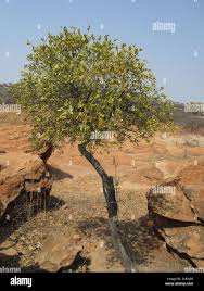 Image result for Strychnos pungens