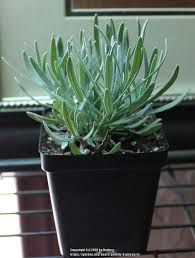 Image result for Lavandula angustifolia Vera