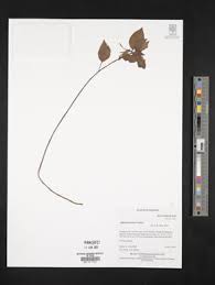 Image result for Impatiens mildbraedii