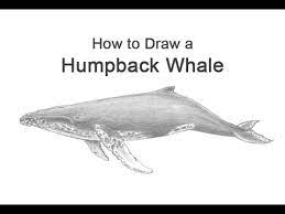 The global community for designers and creative professionals. How To Draw A Humpback Whale Youtube