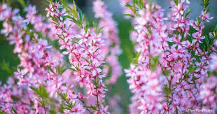 Propagation almond trees are most commonly propagated by budding. Flowering Almond How To Grow And Care For Prunus Triloba