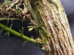 Image result for Taeniophyllum