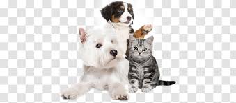 Modern persians are medium to large in size and stocky, with short thick legs persians have an extremely thick, soft undercoat, with a longer outer layer made up of more coarse guard hairs. British Shorthair American Exotic Persian Cat Russian Blue Whiskers Kitten Transparent Png