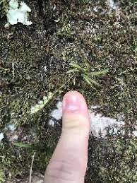 Image result for Diaphananthe sarcophylla