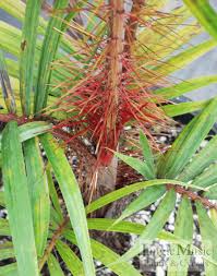 Image result for Acanthophoenix rubra